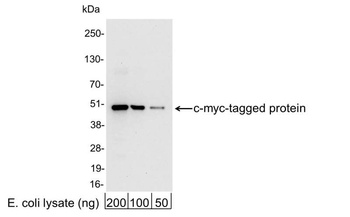 Rabbit anti-Myc Tag Antibody HRP Conjugated