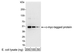 Goat anti-Myc Tag Antibody HRP Conjugated