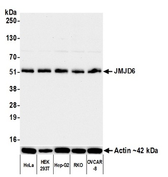 Rabbit anti-JMJD6 Recombinant Monoclonal Antibody [BLR254L]