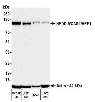 Rabbit anti-NEDD-9/CASL/HEF1 Recombinant Monoclonal Antibody [BLR248L]