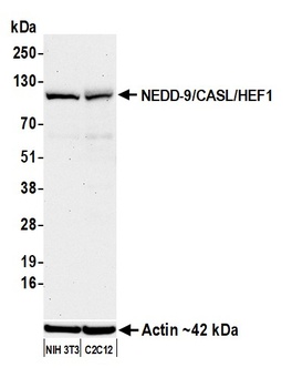 Rabbit anti-NEDD-9/CASL/HEF1 Recombinant Monoclonal Antibody [BLR248L]