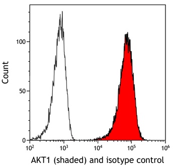 Rabbit anti-AKT1 Recombinant Monoclonal Antibody [BLR245L]