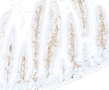 Rabbit anti-CD48 Recombinant Monoclonal Antibody [BLR275L]