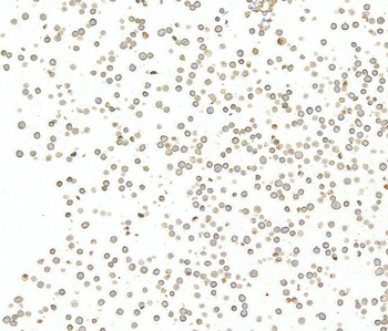 Rabbit anti-CD48 Recombinant Monoclonal Antibody [BLR275L]