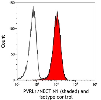 Rabbit anti-PVRL1/NECTIN1 Recombinant Monoclonal Antibody [BLR274L]