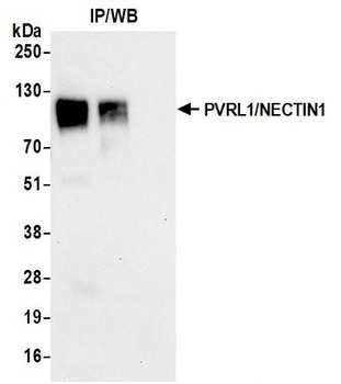Rabbit anti-PVRL1/NECTIN1 Recombinant Monoclonal Antibody [BLR274L]