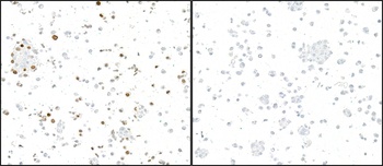 Rabbit anti-GFP Recombinant Monoclonal Antibody [BLRE04L]