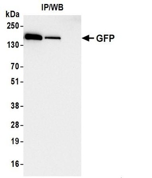 Rabbit anti-GFP Recombinant Monoclonal Antibody [BLRE04L]