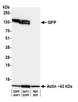 Rabbit anti-GFP Recombinant Monoclonal Antibody [BLRE04L]