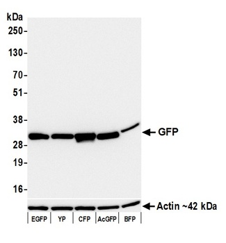 Rabbit anti-GFP Recombinant Monoclonal Antibody [BLRE04L]