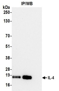 Rabbit anti-IL-4 Recombinant Monoclonal Antibody [BLR298L]