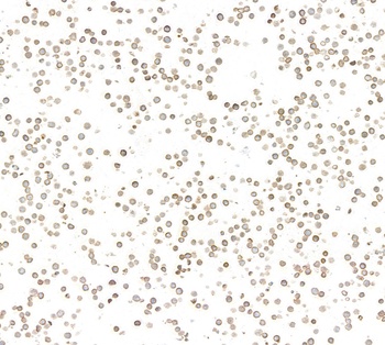 Rabbit anti-IgM Recombinant Monoclonal Antibody [BLR294L]