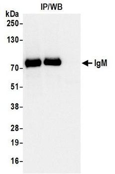 Rabbit anti-IgM Recombinant Monoclonal Antibody [BLR294L]