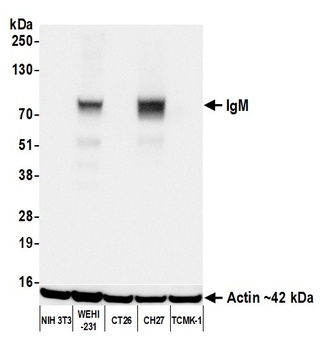 Rabbit anti-IgM Recombinant Monoclonal Antibody [BLR294L]