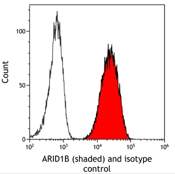 Rabbit anti-ARID1B Recombinant Monoclonal Antibody [BLR291L]