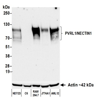 Rabbit anti-PVRL1/NECTIN1 Recombinant Monoclonal Antibody [BLR284L]