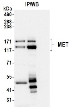 Rabbit anti-Met Recombinant Monoclonal Antibody [BLR283L]
