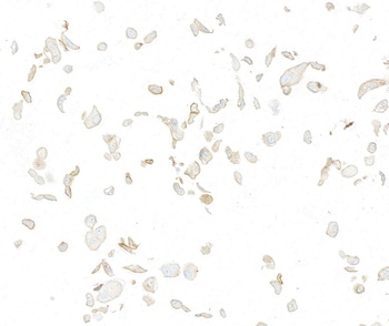 Rabbit anti-Met Recombinant Monoclonal Antibody [BLR283L]
