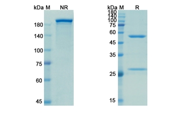 Evolocumab (PCSK9) - Research Grade Biosimilar