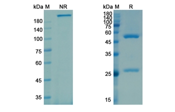Galcanezumab (CALCA/CGRP1/CALCB/CGRP2) - Research Grade Biosimilar