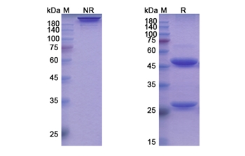 Ianalumab (TNFRSF13C/CD268) - Research Grade Biosimilar