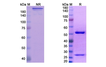 Icrucumab (FLT1/ VEGFR-1) - Research Grade Biosimilar