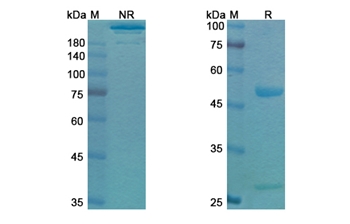 Mirvetuximab (FOLR1) - Research Grade Biosimilar