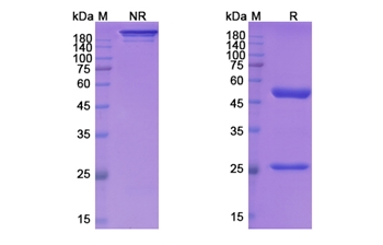 Mirzotamab (CD276/B7-H3) - Research Grade Biosimilar