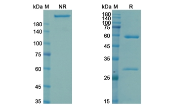 Navivumab (Influenza A virus hemagglutinin HA) - Research Grade Biosimilar