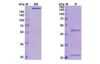 Olokizumab (IL6) - Research Grade Biosimilar