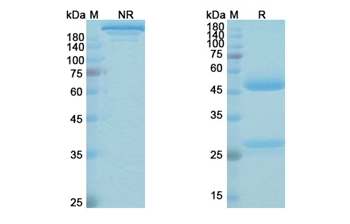 Omburtamab (CD276/B7-H3/B7RP-2) - Research Grade Biosimilar