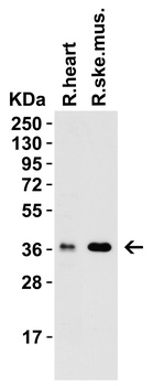 PEX10 (CT) Antibody