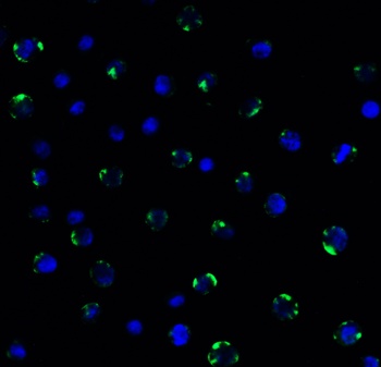 PEX3 (CT) Antibody