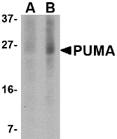 PUMA Antibody [2A9G5]