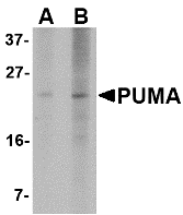 PUMA Antibody [2A8F6]