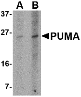 PUMA Antibody [10D4G7]