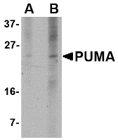 PUMA Antibody [10C5G1]