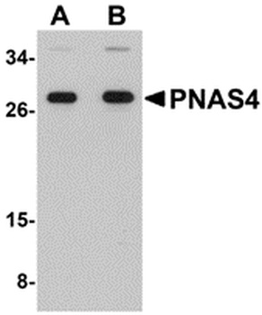 PNAS4 Antibody