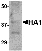 Hemagglutinin Antibody [4E11E1]