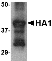 Hemagglutinin Antibody [4E10C10]