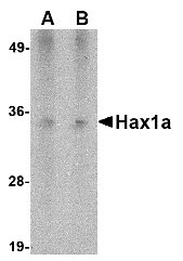 Hax1a Antibody [9G6C6]