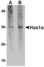 Hax1a Antibody [8F9G7]