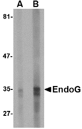 EndoG Antibody [7G1G10]