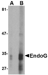 EndoG Antibody [7G1C10]