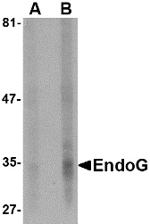 EndoG Antibody [7F2G10]