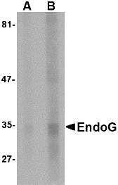 EndoG Antibody [7F2D7]