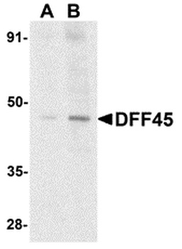 DFF45 Antibody