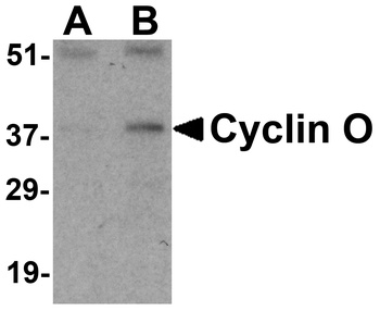 Cyclin O Antibody