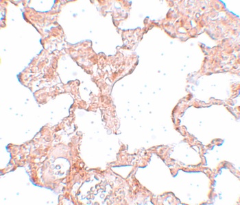 VLK Antibody