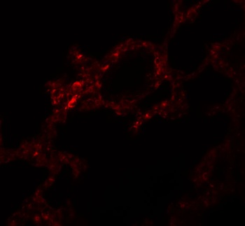 VLK Antibody